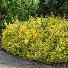 Euonymus Fort. Emerald N Gold - Shrubs - Windyridge Garden Centre