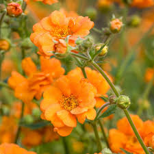 Geum 'Prinses Juliana' - Herbaceous - Windyridge Garden Centre