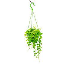 Dischidia nummularia  P14 hanging pot