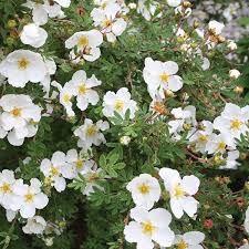 Potentilla Abbotswood - Shrubs - Windyridge Garden Centre