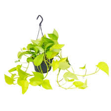 Epipremnum Golden Pothos - Indoor Plants - Windyridge Garden Centre