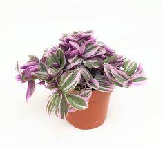 Spiderwort Tradescantia Sweetness (10.5cm Pot)