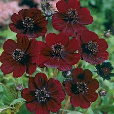 Cosmos Atro. Cherry Chocolate - Herbaceous - Windyridge Garden Centre
