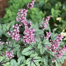 Heucherella Pink Fizz