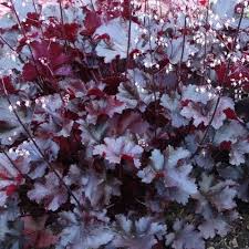 Heuchera Black Beauty - Herbaceous - Windyridge Garden Centre