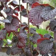 Corylus avellana Annys Red Dwarf  60 CM STEM C4
