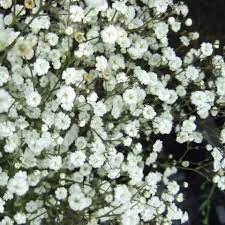 Gypsophilia Festival White