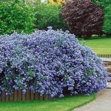 Ceanothus Thrysifolius Repens - Shrubs - Windyridge Garden Centre