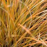 Carex Testacea 3L - Herbaceous - Windyridge Garden Centre