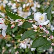 Camellia Jap. Beauty Blush - Shrubs - Windyridge Garden Centre