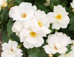 ROSA White Knock Out Shrub