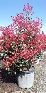 PHOTINIA SERR. RED ROBIN COMPATTA CLT 45 H 150 - 175 CM