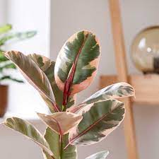 Ficus Elastica Belize  P14 - Indoor Plants - Windyridge Garden Centre