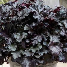 Heuchera Black Pearl - Herbaceous - Windyridge Garden Centre
