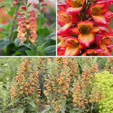 Digiplexis 'Firecracker' - Herbaceous - Windyridge Garden Centre