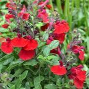 Autumn-Sage-(Salvia-greggii-Mirage-Cherry)-Plant