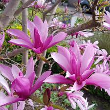 Magnolia Susan