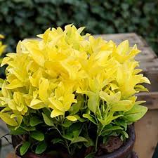 Euonymus Jap. Eldorado - Shrubs - Windyridge Garden Centre