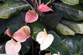 anthurium pink champion care Buy Anthurium And. Pink Champion / P17 Online