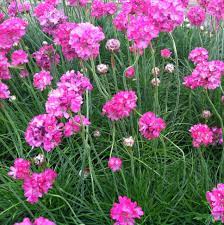 Armeria 3 Ltr