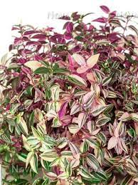 Tradescantia flum. Quadricolor