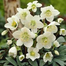 HELLEBORUS niger