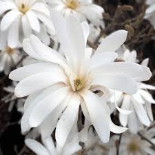 Magnolia stel. Royal Star