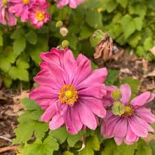 Anemone Fantasy Belle - Bedding - Windyridge Garden Centre