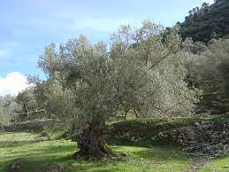 Olive Tree OLEA europea  10+   Std    25L