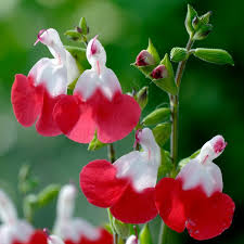 Salvia Hot lips