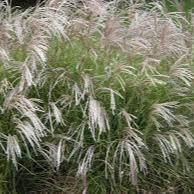 Miscanthus Sin. Silberfeder - Herbaceous - Windyridge Garden Centre