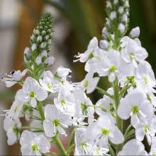 Veronica 'Tissington White' - Herbaceous - Windyridge Garden Centre