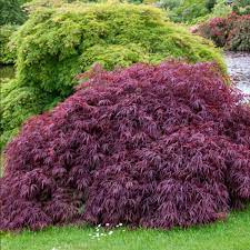 Acer pal. Tamukeyama C15