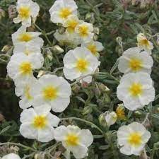 Helianthemum The Bride