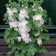 Alcea R. Spring Celebrities White - Herbaceous - Windyridge Garden Centre