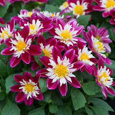 Dahlia Dahlietta Surprise Becky - Herbaceous - Windyridge Garden Centre