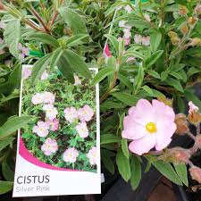 Cistus Silver Pink - Shrubs - Windyridge Garden Centre