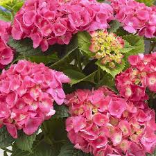 Hydrangea Macr. Pink  P23, 7+ Flower - Shrubs - Windyridge Garden Centre