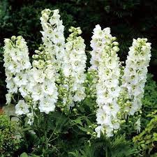 Delphinium MF Pure White 3 Ltr