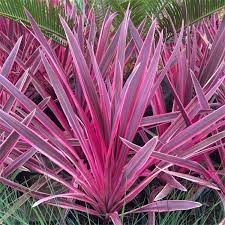 Cordyline-australis-0Pink-Passion-Plant