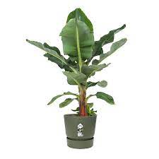 Greenville Round Ø40cm Leaf Green