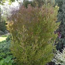 Dodonea Visc. Purpurea - Shrubs - Windyridge Garden Centre