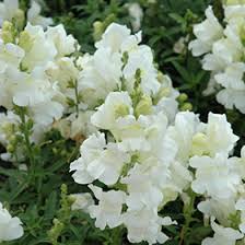 Antirrhinum majus mix Sonnet P19