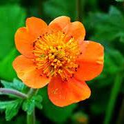 Geum-Coccineum-Borisii-Plant