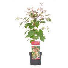 Acer conspicuum Red Flamingo