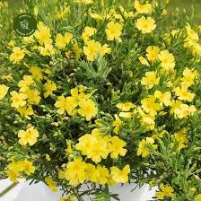 Halimium Lib. April Sun - Shrubs - Windyridge Garden Centre