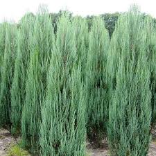 Juniperus scop. Blue Arrow