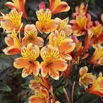 Alstroemeria Summer Breeze - Herbaceous - Windyridge Garden Centre
