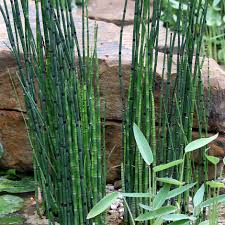 Equisetum Hyemale / P15 - Herbaceous - Windyridge Garden Centre
