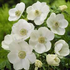 ANEMONE THE BRIDE X 10